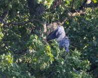 2025-09-22 18-00-28_004 DSC-RX10M4_DxO Hejren er ved at blæse ned fra sit træ, Kimmerslev sø