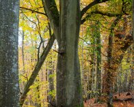 2025-11-05 10-55-15_019 E-M1MarkIII_DxO Skovhus Vænget