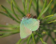 IMG_7841 Grøn busksommerfugl (Callophrys rubi). Tranerød Mosse, Klåverød, Söderåsen