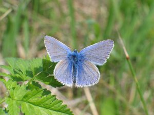 Blåfugle og ildfugle blåfugle og ildfugle