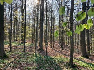 Naturen lige nu